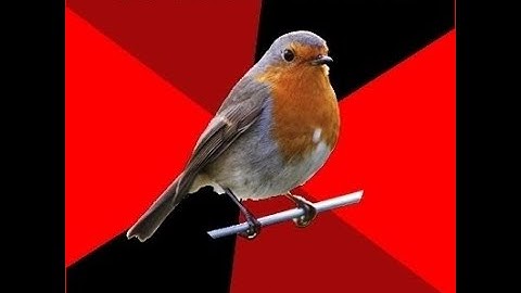 Early Bird,,  Broadcast SNEAKY SNAKE Trading Strategy,, Live With Washboardjim