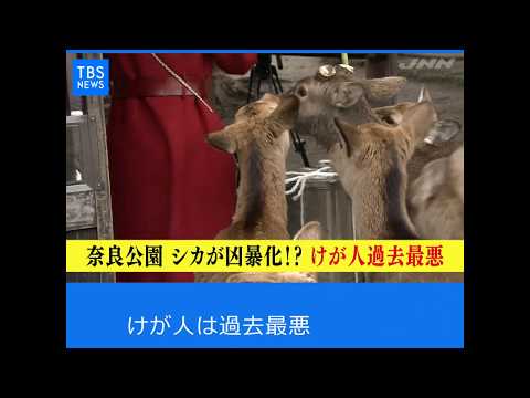 奈良公園のシカ  観光客トラブル増加
