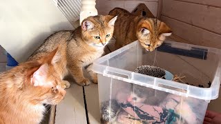 Sand cats and Maine Coons react to hedgehogs / All cats synchronized