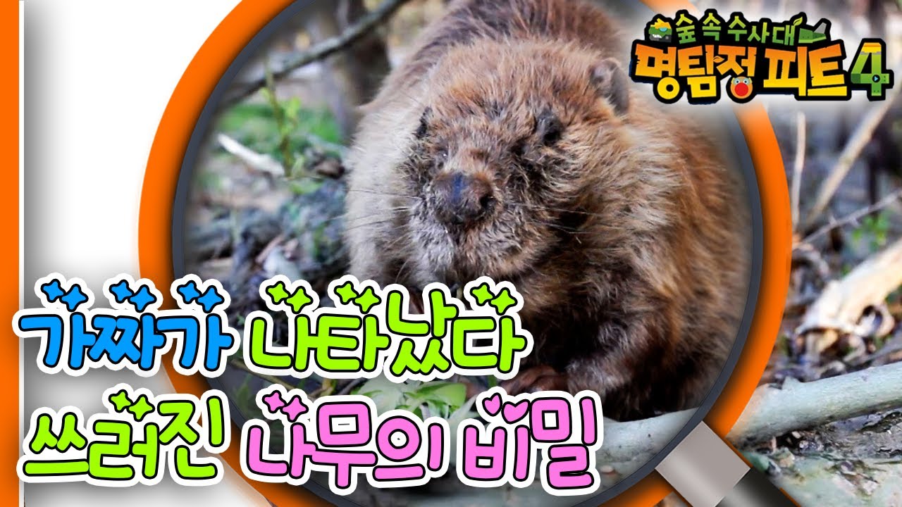 [EBS놀이터] 명탐정 피트4🔎｜가짜가 나타났다｜쓰러진 나무의 비밀｜숲 속 수사대｜동물｜식물｜곤충｜애니메이션