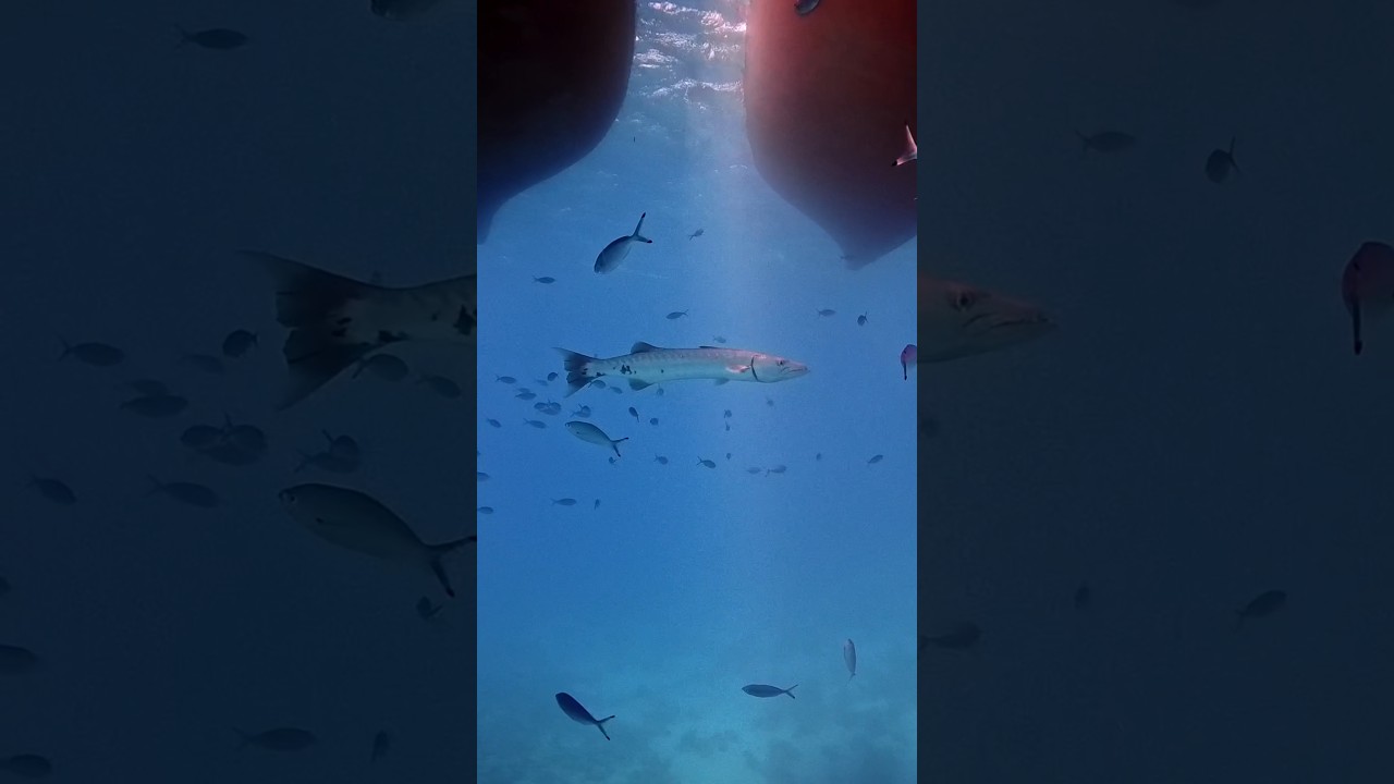 Debajo del barco no se esperaba esta enorme barracuda 🤿📸🤯