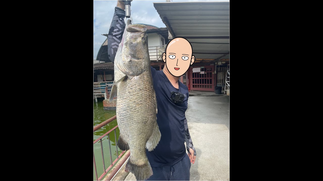 Awesome catch rate Auntie's Pond (5kg Seabass included ;D) YouTube