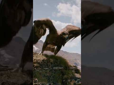 Perfect Shot: Golden Eagle 🦅 Recklessly Attacks Chamois! Filmcrew got really Lucky 🍀 Filming this!