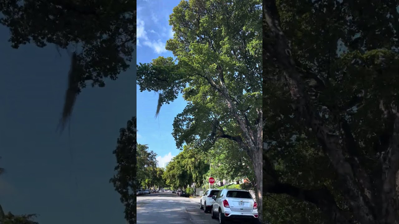 Las calles de Miami Beach - Junio 2025