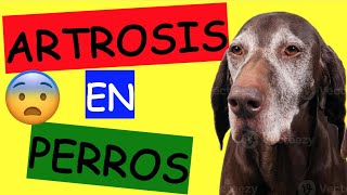 ARTROSIS EN PERROS Síntomas, Tratamientos y Prevención