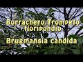 Flor de Borrachero,trompeto o floripondio (Brugmansia candida)