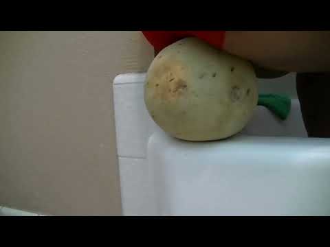 The Cantaloupe Crush
