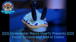 Tutorial: Underwater Macro Focus Torches and Add-In Colors