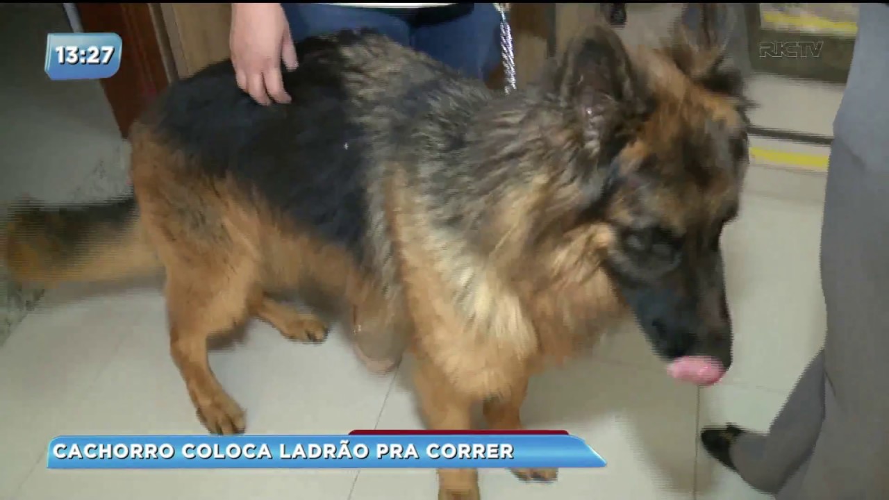 Cachorro coloca ladrão para correr em clinica veterinária
