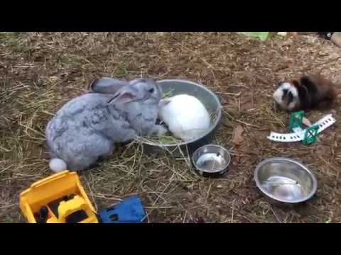 Daily Routines Feeding Rabbits and Guinea Pigs