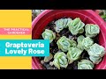 Graptoveria lovely rose  the practical gardener