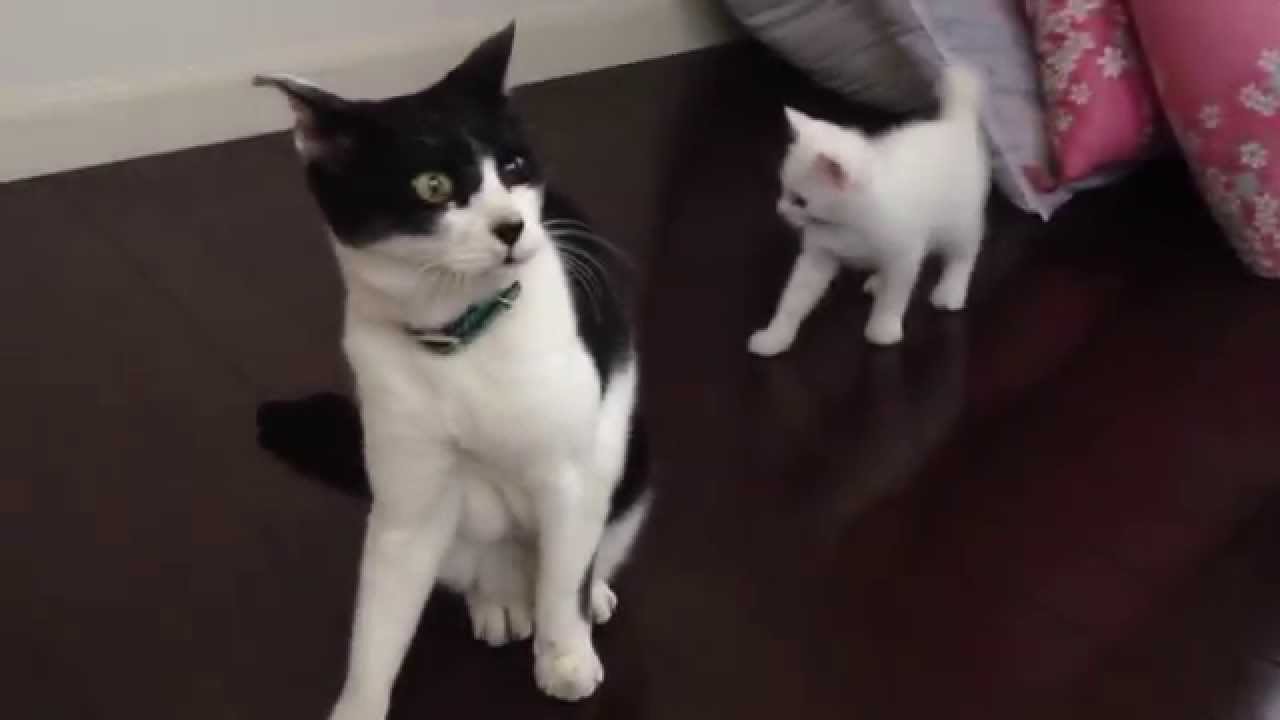 白子猫 チロ 後ろから狙うも Chiro The Cat Attacking From Behind Or Not Youtube 白子猫 チロ 後ろから狙うも Chiro The Cat Attacking From Behind Or Not Youtube