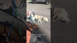 Paseo en manada y reactividad a los coches 🚗 #perros #educacioncanina