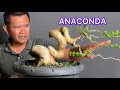 BONSAI GAYA ANACONDA