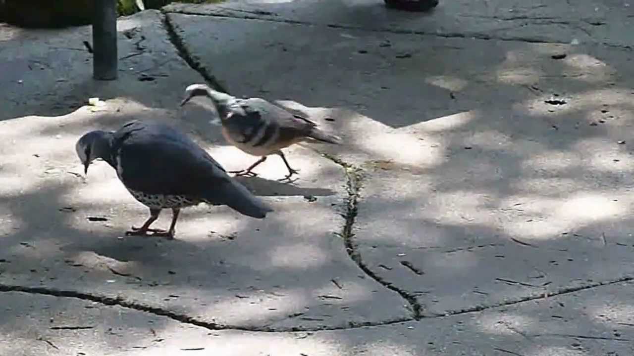 ヒムネバト Luzon Bleeding-heart Pigeon 