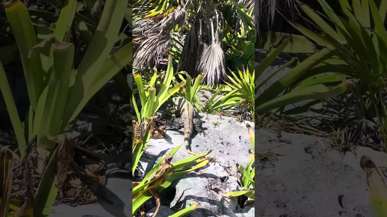 Healing Moment - Iguana at Ruins in Tulum Mexico Mental Wellness Healing Journey Retreats