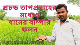 প্রচন্ড তাপপ্রবাহের মধ্যেও ধানের বাম্পার ফলন Rice Cultivation