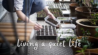 Starting Seeds | Baking Fruit Buns | Cutting Soap | Slow Living Vlog UK