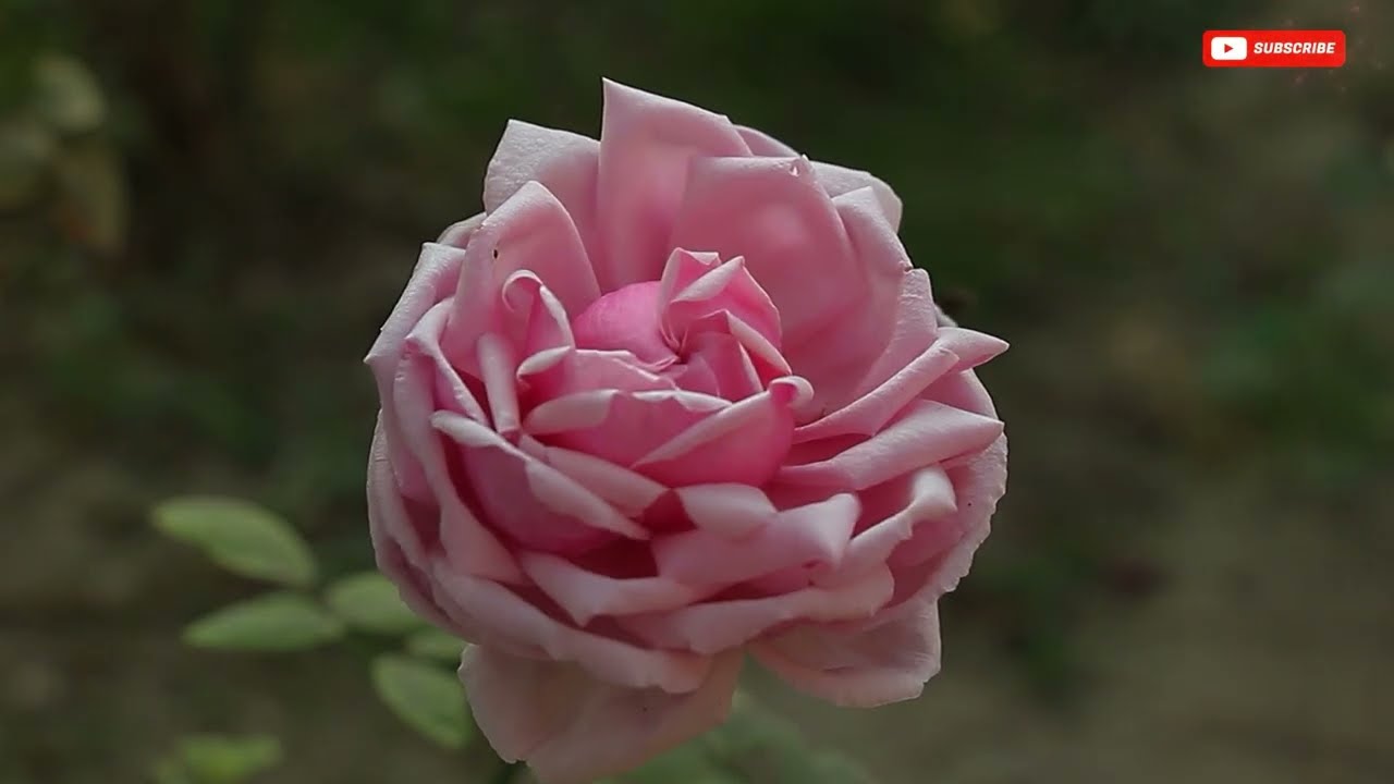 Artistic-Photography | Capturing Nature | The Beauty of Pink Roses