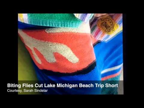 Biting Flies, Lake Michigan