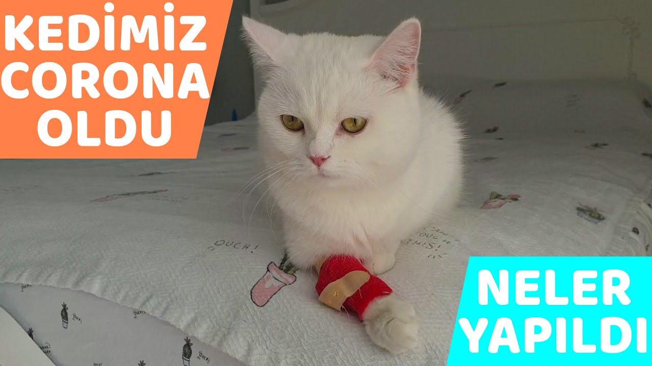 Kedimiz Dogum Yapti 4 Yavru Oldu Dikkat Dogum Ani Goruntuleri Icerir Youtube Kedimiz Dogum Yapti 4 Yavru Oldu Dikkat Dogum Ani Goruntuleri Icerir Youtube