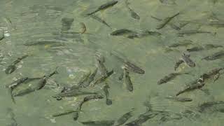 1080321南投杉林溪台灣白甲魚(Onychostoma barbatulum)群集