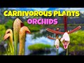 🌺🌿 We Discovered AMAZING Wild Orchids and Carnivorous Plants in Florida! 🔍🦟