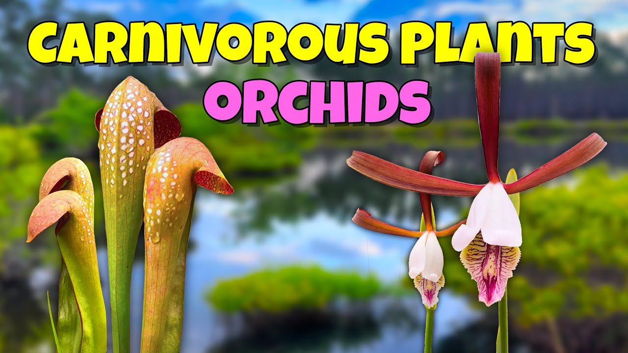 🌺🌿 Мы обнаружили УДИВИТЕЛЬНЫЕ дикие орхидеи и плотоядные растения во Флориде! 🔍🦟