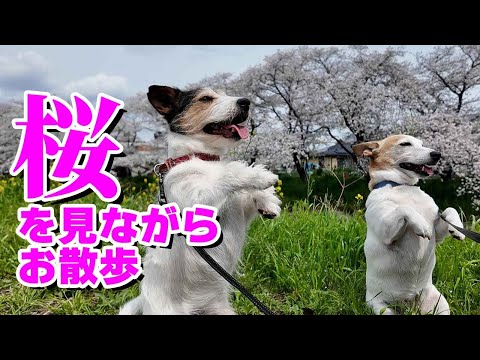 桜を見ながらお散歩したジャックラッセルテリアがカワイイ😍