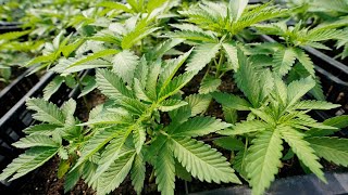 Amendment 3 passes in Missouri but what's next?