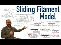 Muscle Contraction and the Sliding Filament Model