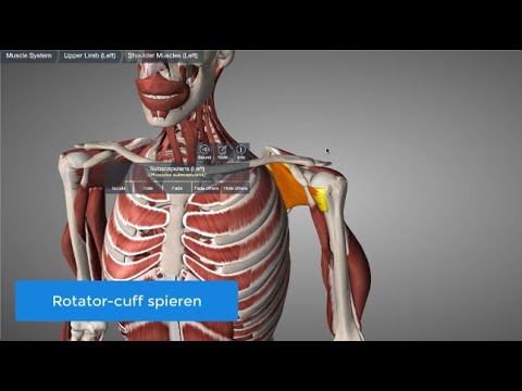 Video: Rotator Cuff Anatomy: Spieren, Functie En Afbeeldingen