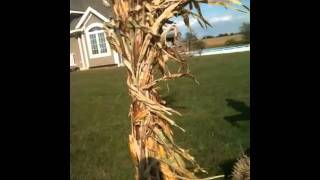 Our Fall Display for 2011