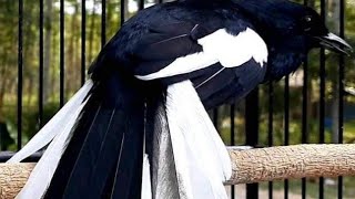 kacer buka ekor / dunia hewan