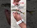 【生きアジの付け方・背掛け】#Fishing#釣り#釣り部#釣り好き