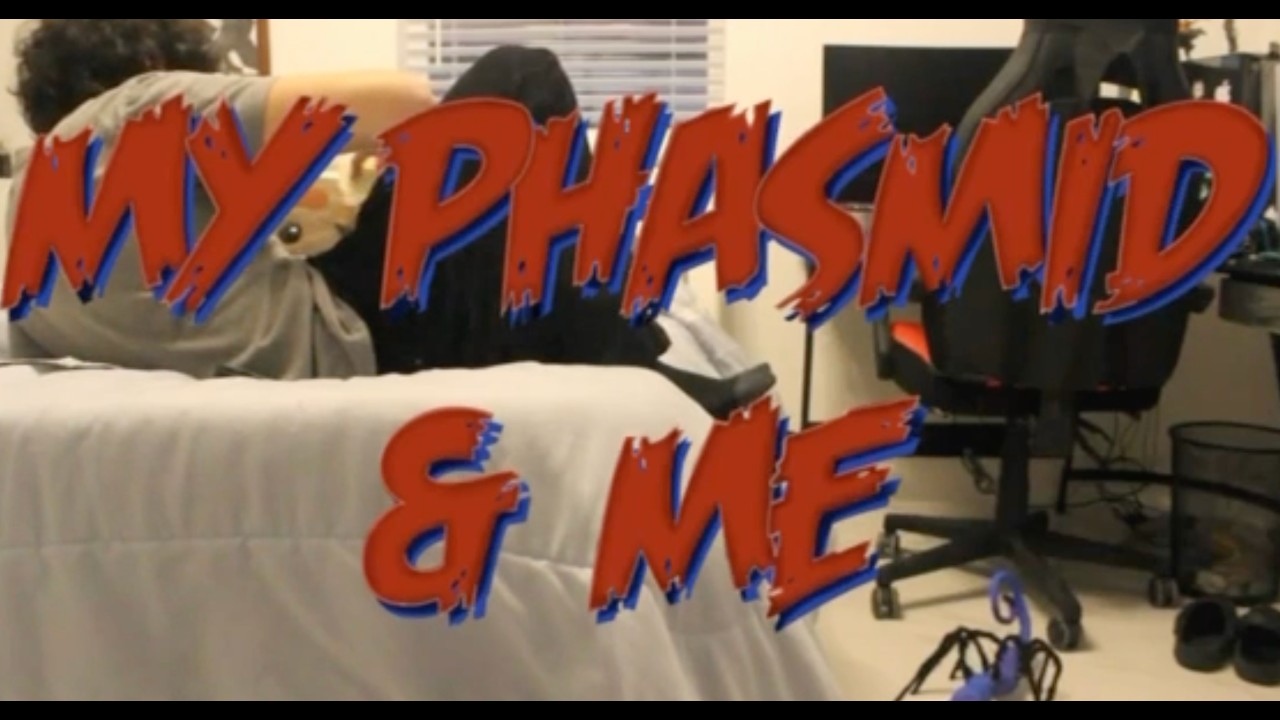 My Phasmid & Me