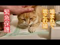 《緊急保護》ケガをして、咳込んでいる猫を病院へ、我が家で療養中