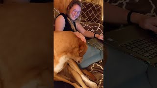 Sleepy Dog Fights Off Nap || ViralHog