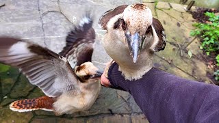 Kookaburra Chaos!! Gym invasion, arm bus hogging, and a very wet tail!
4 wild kookaburra birds! Dwarfy wants to use my gym then refuses to get off my arm. Another kookaburra gets a very wet tail. And plenty of fun with fly bys and catching!!
Subscribe for weekly Aussie bird videos! 🦜
If you would like to support Australian wildlife and the production of future videos you can buy me a $1 coffee here: www.buymeacoffee.com/bboa
50% of the funds will be donated to various wildlife charities and the other 50% will go towards production costs of future videos allowing me to create higher quality videos showcasing a wider range of Australian animals.
Weve donated $300 to Wildlife Victoria, $200 to North Queensland Wildlife, $100 to Kiwis New Life Bird Rescue, $100 to A Better Life for Foster Kids, $200 to Bicycles For Humanity, $100 to St Vincent de Paul Society, $100 to Lifeline, $100 to Beyond Blue, $400 to rare genetic diseases + $728 donated from our amazing fans.
Please check with your local wildlife experts before offering any food to the native wildlife in your area. What I offer these birds is an occasional treat and only a tiny portion of their overall diet.
More information can be found at these resources:
https://www.brisbanebirdvet.com.au/wp-content/uploads/Good-Practice-when-Feeding-Wild-Birds.pdf
https://www.wombaroo.com.au/wp-content/uploads/2020/12/Wombaroo-Bird-Booklet.pdf
Backyard Birds of Australia Cute Birb Videos Kookaburra Chaos!! Gym invasion, arm bus hogging, and a very wet tail!