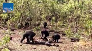 Chimpanzee named Foudouko was beaten, killed, and partially eaten by group
