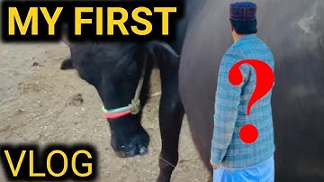 My First vlog || The time has come when even a Buffalo is showing its face on YouTube