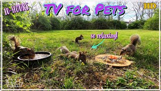 ☀️Cat & Dog TV ☀️ Squirrels and Birds enjoy a sunny day☀️Blue Jays 🐦 Cardinals, Finch and Robins ☀️ by Four Paws TV 70,341 views 1 year ago 10 hours
