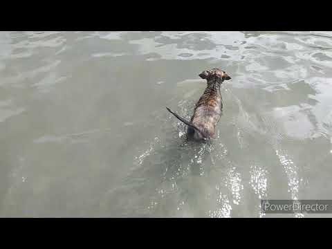 Belgian Dog Nagturo kng Pano Maglangoy. Belgian Mom Teaches her Puppies how to Swim