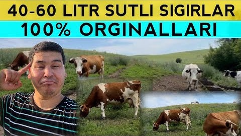 40-60 LITR SUT BERUVCHI SIGIRLARNI ORGINALLARI