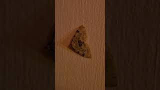 Green Carpet Moth Colostygia pectinataria #ireland #wildlife