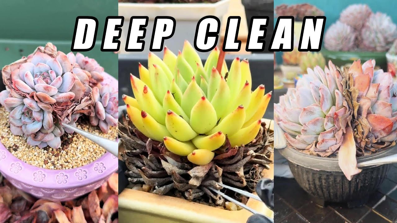 DEEP CLEAN 🌵 ASMR Succulent Cleaning | Dry Leaf Crunch (No Talking)