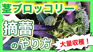 【茎ブロッコリー、これで大量収穫】摘蕾のやり方！　～狭い庭で家庭菜園～