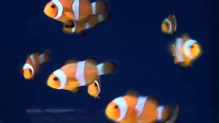 Clown Fish - Tropical Fish