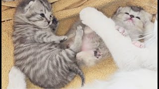 How a mom cat loves and cares for her kittens by Cat Chloe & kittens 3,781 views 1 month ago 3 minutes, 38 seconds