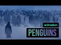 Penguins  animation